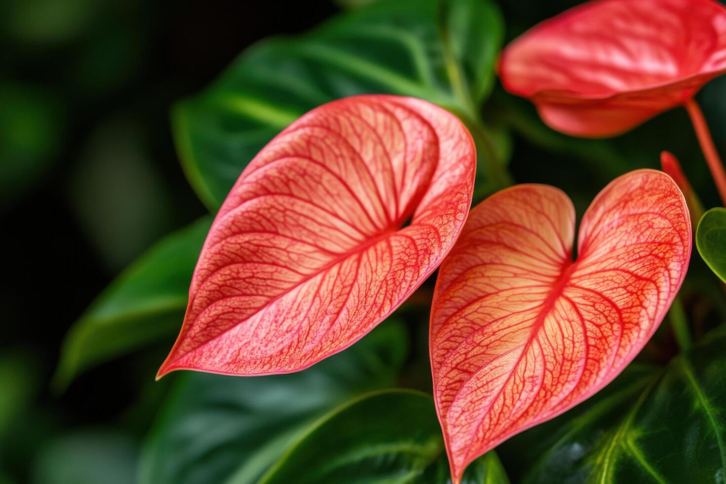 view of heart shaped, vibrant red and orange flower blossoms. The image showcases intricate details of the petals and leaves, creating a captivating display of tropical flora. photo