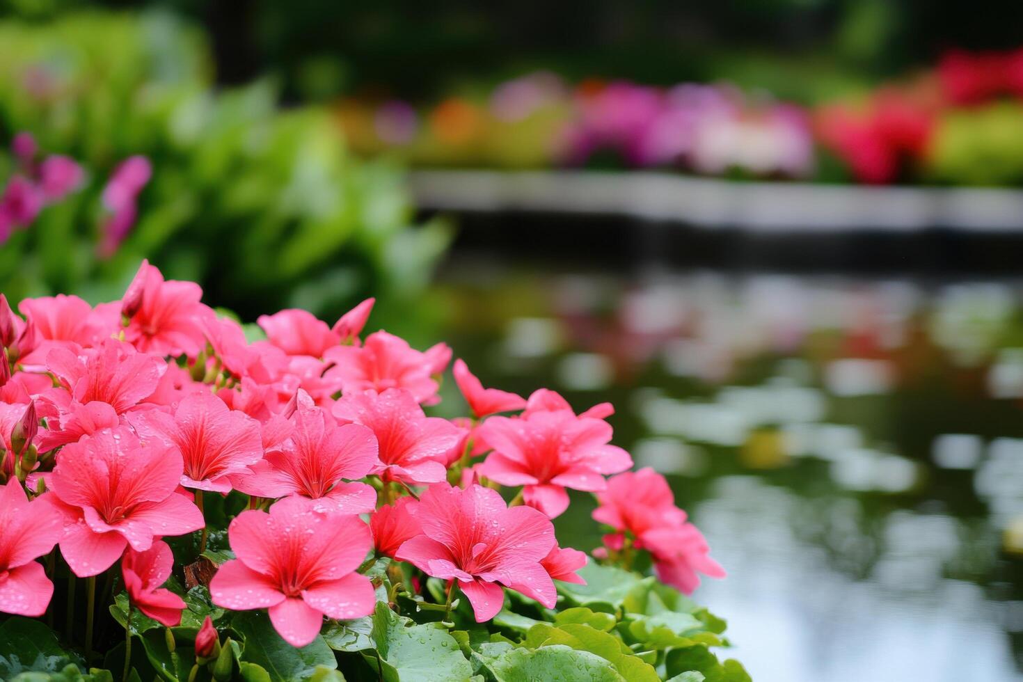 view of vibrant pink flowers in full bloom, set against a blurred background of a tranquil pond and lush greenery. A captivating display of natural beauty and serenity. photo