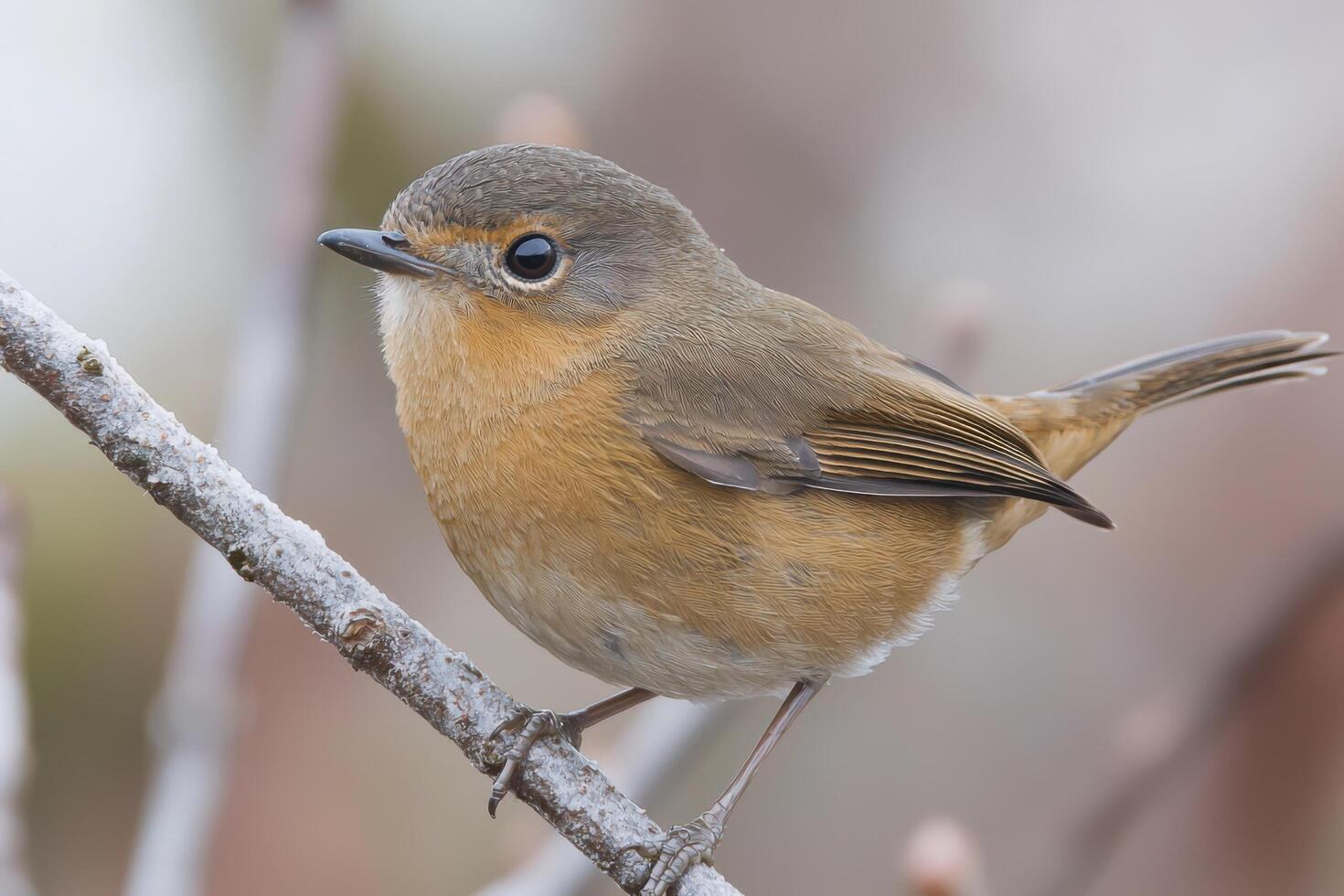 of a Small, Perched Bird with Beautiful Feathered Detail photo