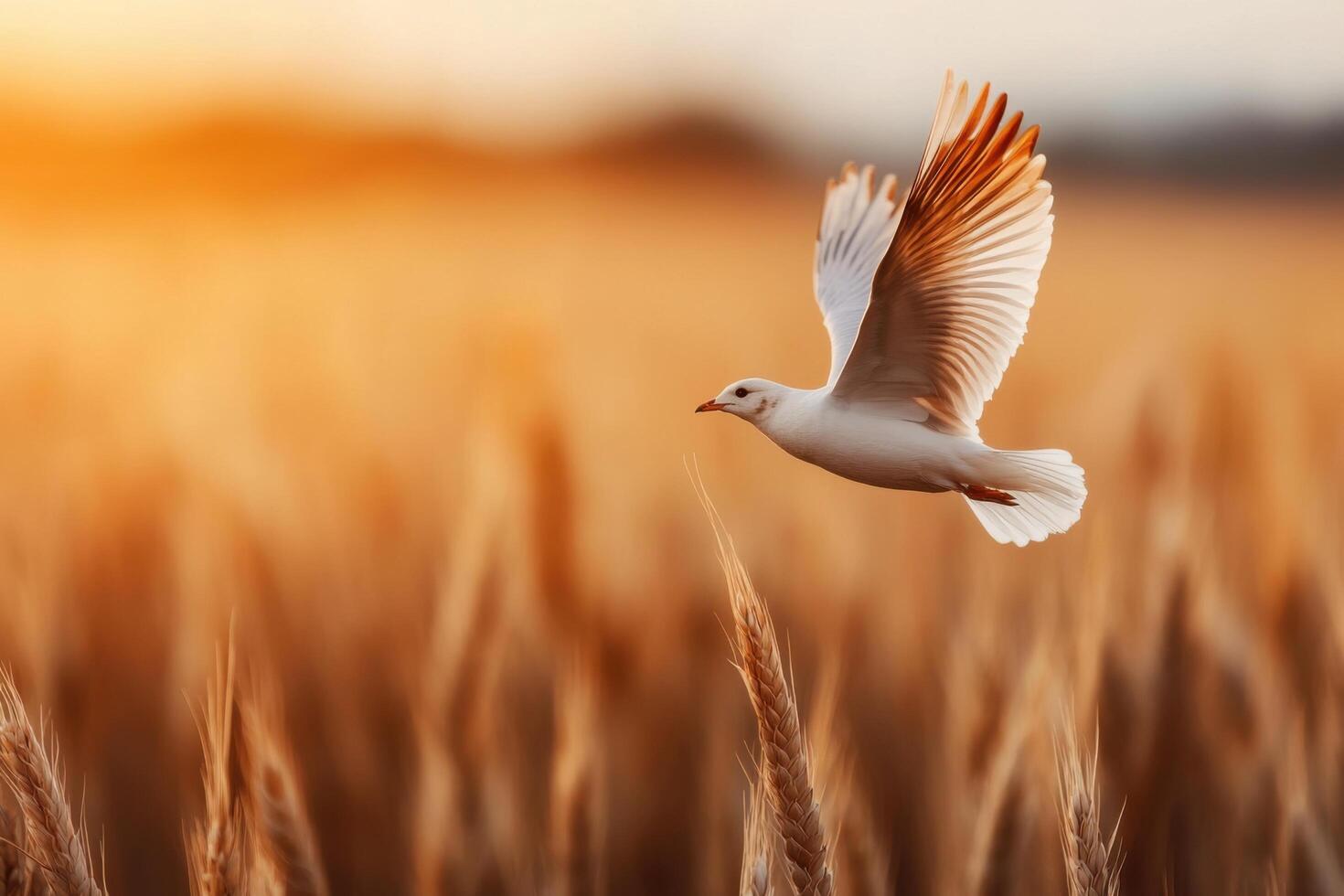 Majestic Seagull Soaring Above a Golden Wheat Field at Sunset photo