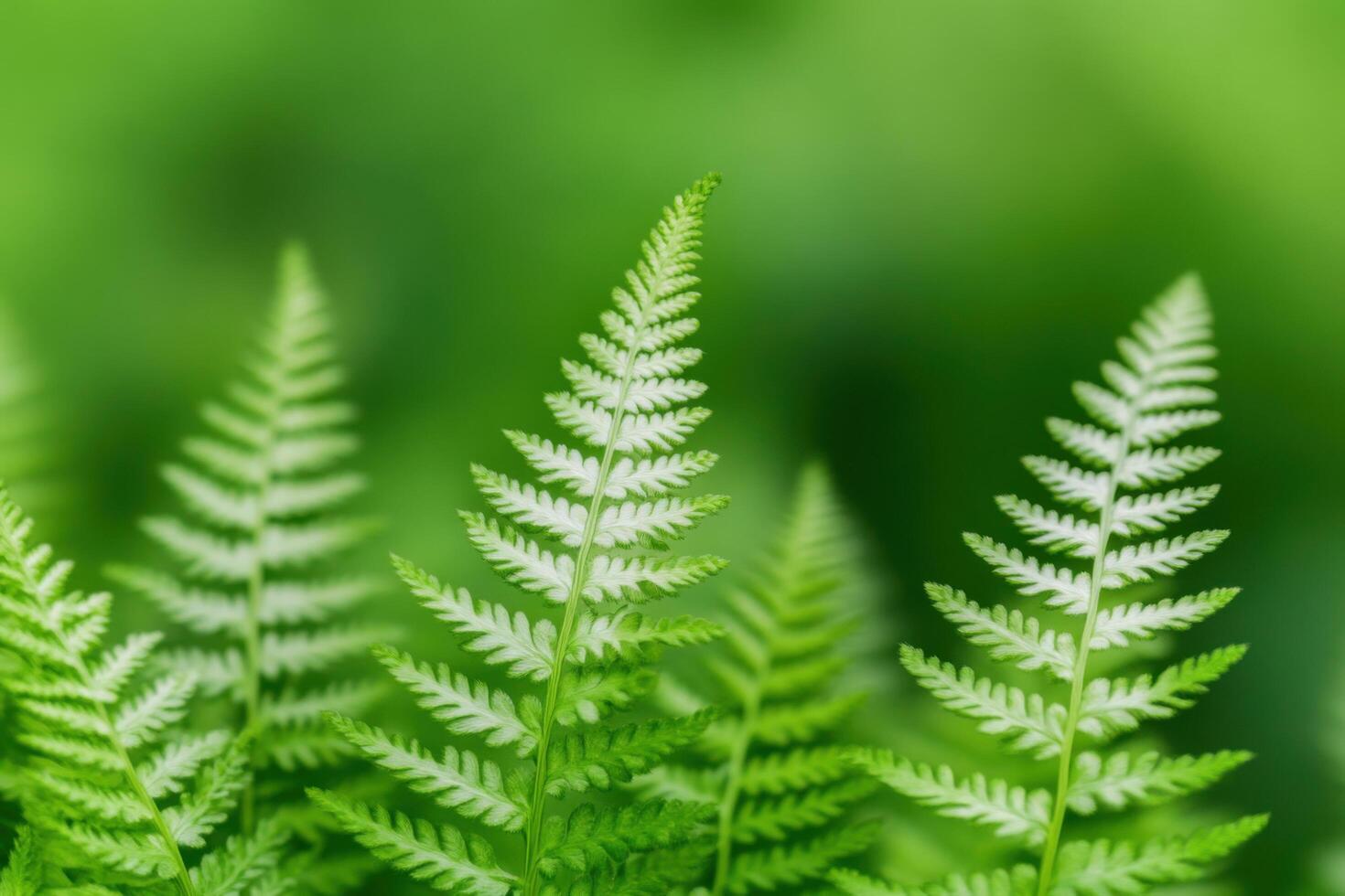 Photography of Vibrant Green Fern Fronds A Detailed Look at Nature's Beauty. Lush Foliage, Botanical Textures, and Natural Pattern photo