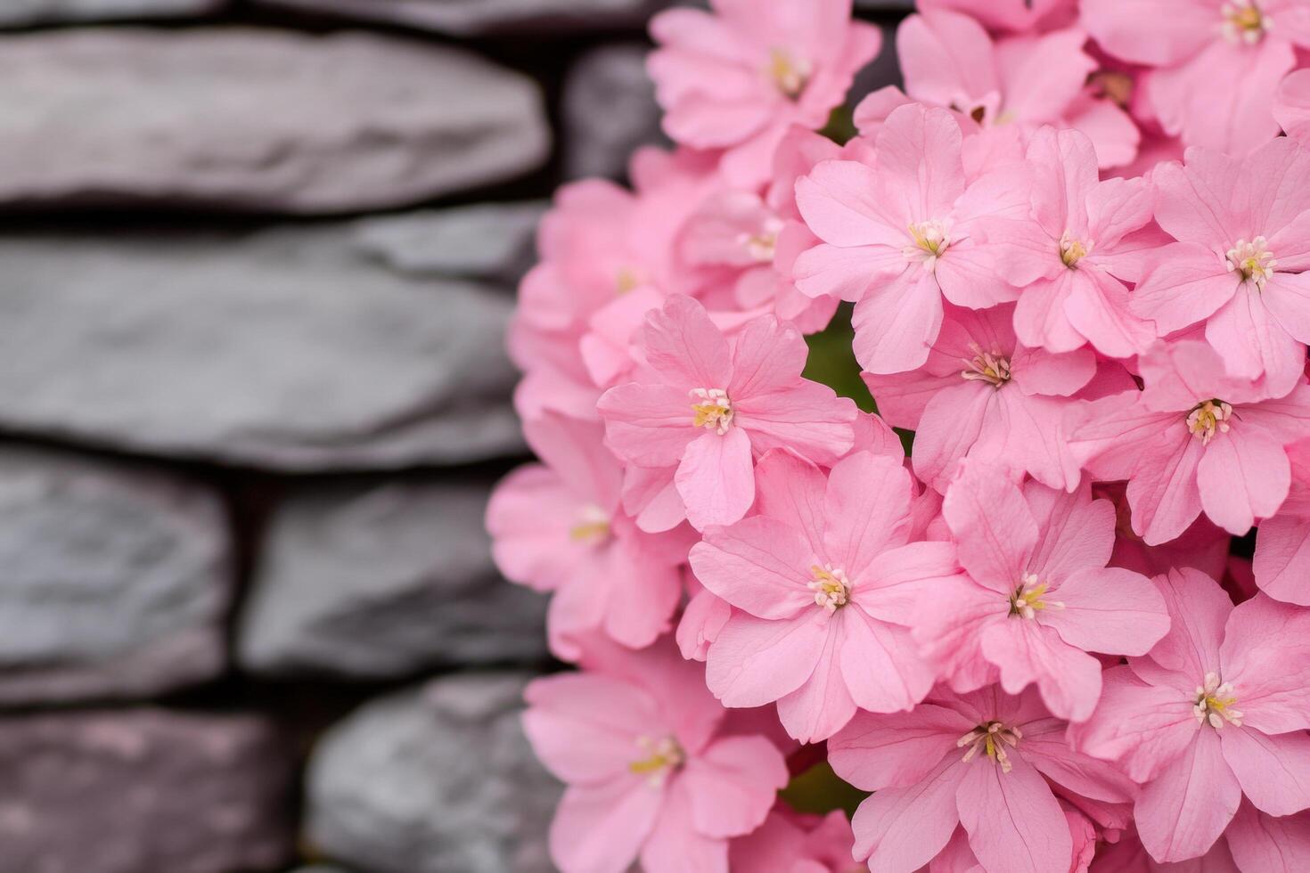 view of a cluster of delicate, light pink flowers, beautifully blooming against a backdrop of gray stones. The image showcases the photo
