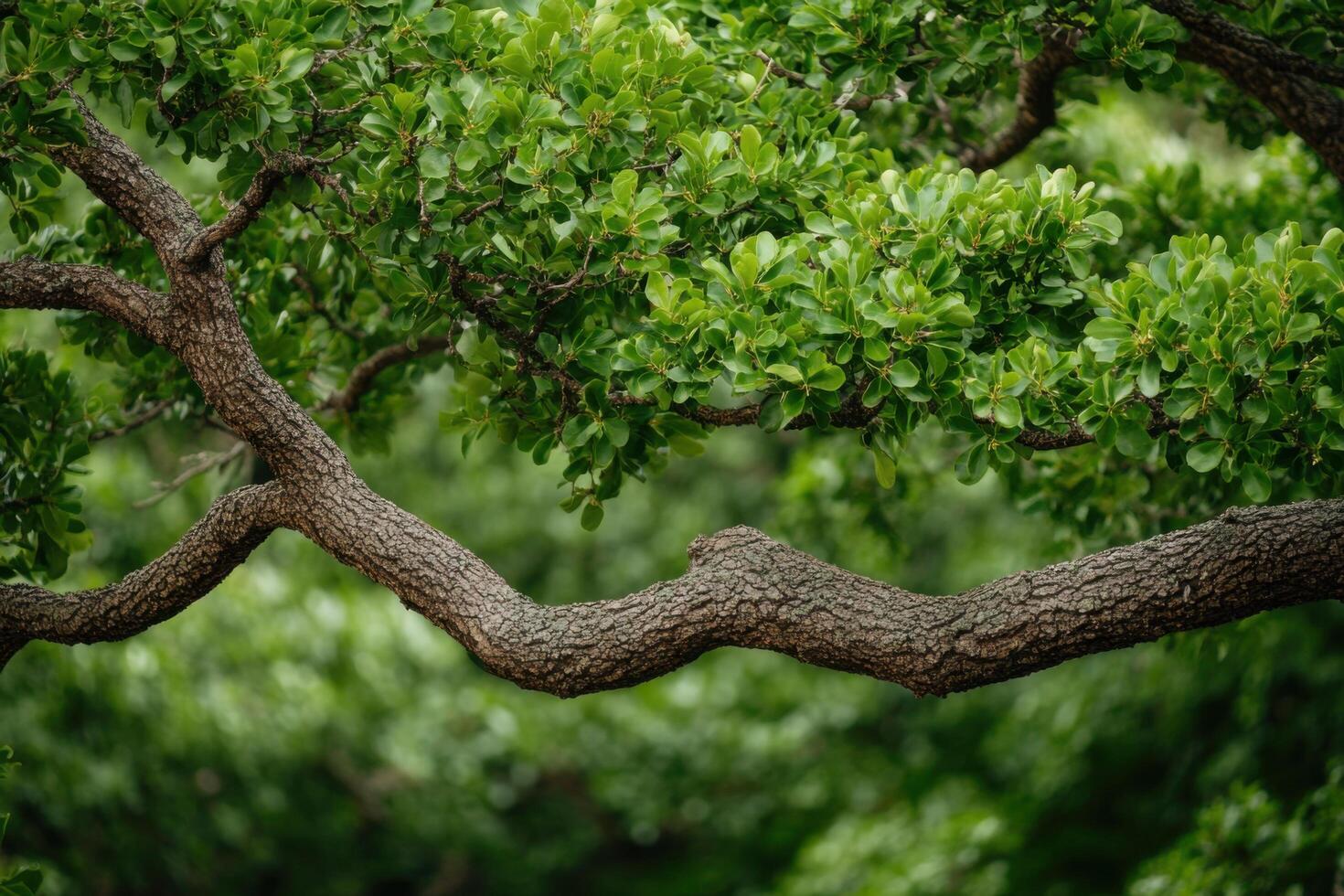 View of a Tree Branch with Lush Green Foliage A Captivating Image Showcasing the Beauty of Nature, Perfect for Nature Lovers and E photo