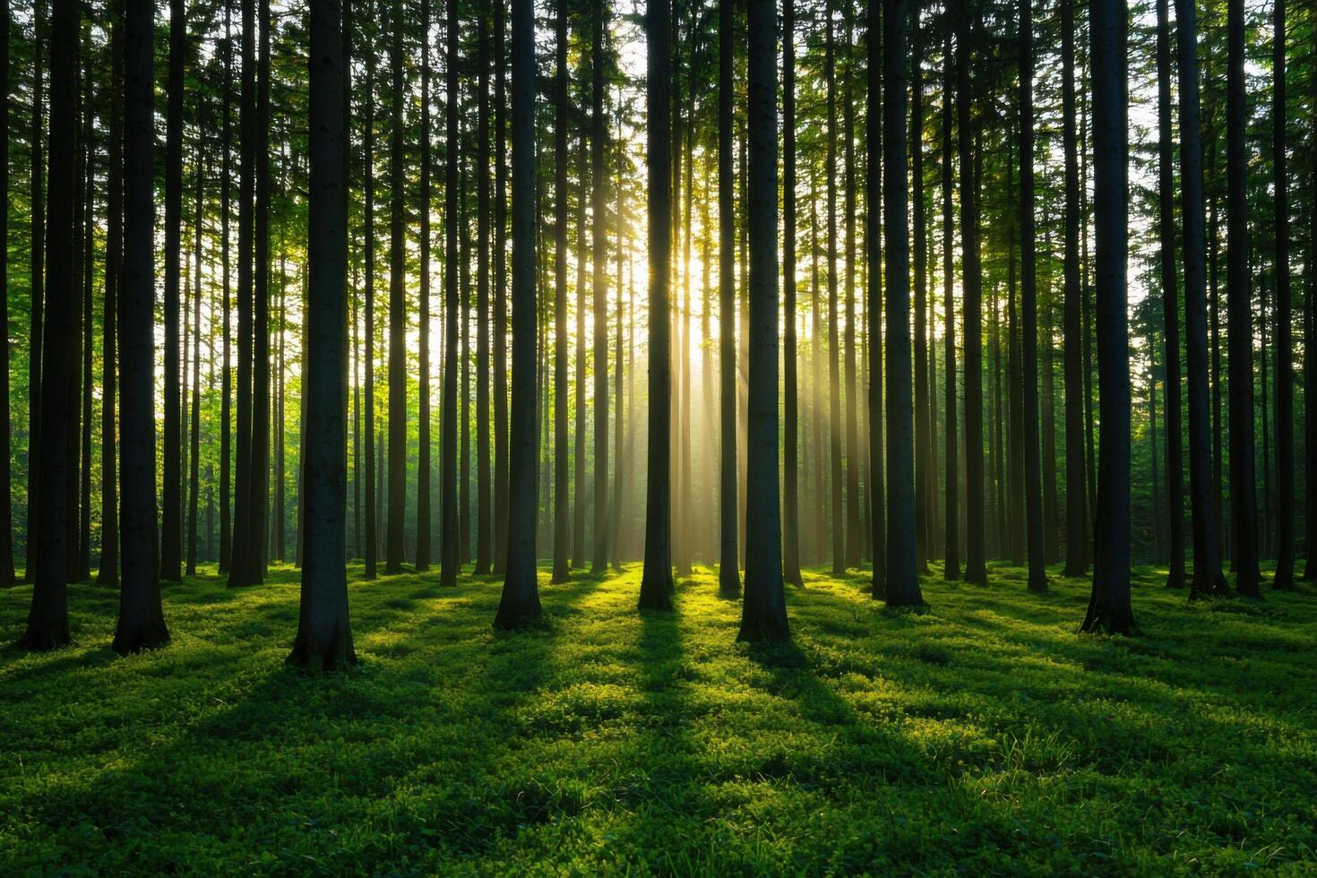 Sunlit Forest Path A Serene Nature Escape. Discover the tranquility of a sun dappled forest, where sunlight streams through ancien photo