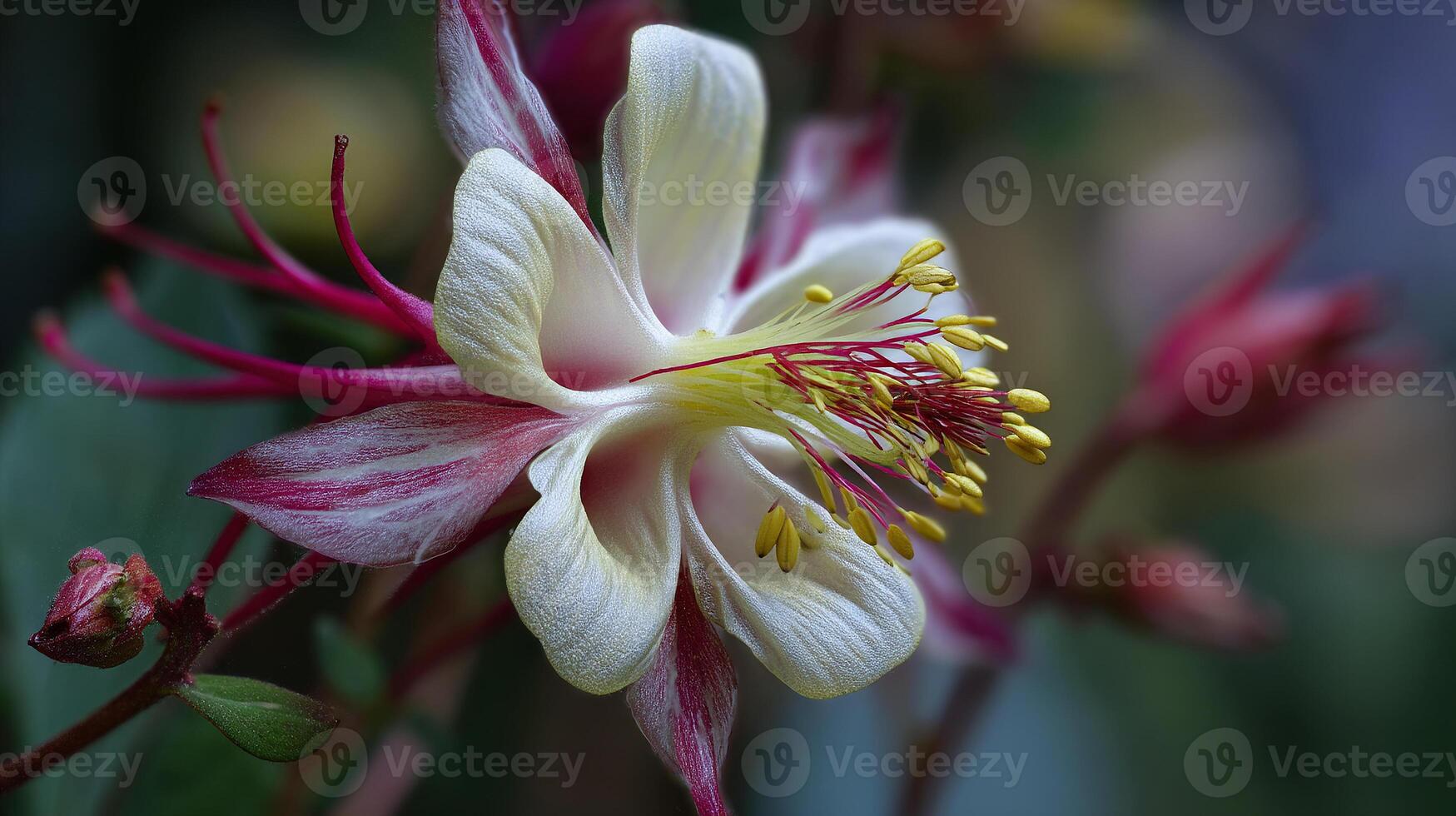 Vivid petals image of outdoor flower photo