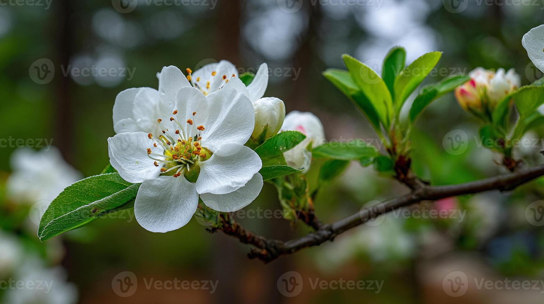 Focused flower with soft glow in wallpaper background photo