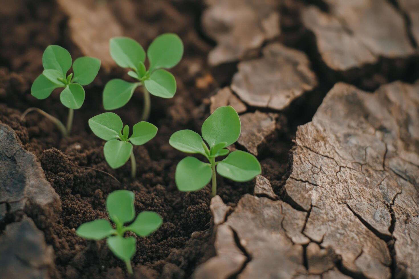 Sprout emerges in parched land with cracked soil, symbolizing hope, renewal photo