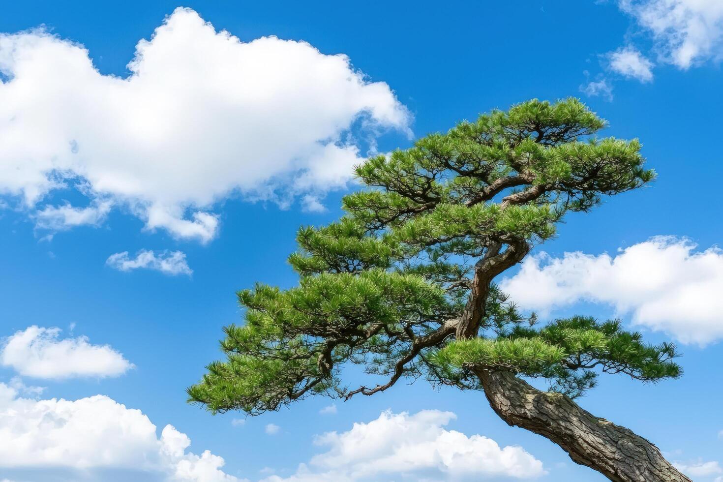 Majestic pine tree against a bright blue sky with fluffy white clouds photo