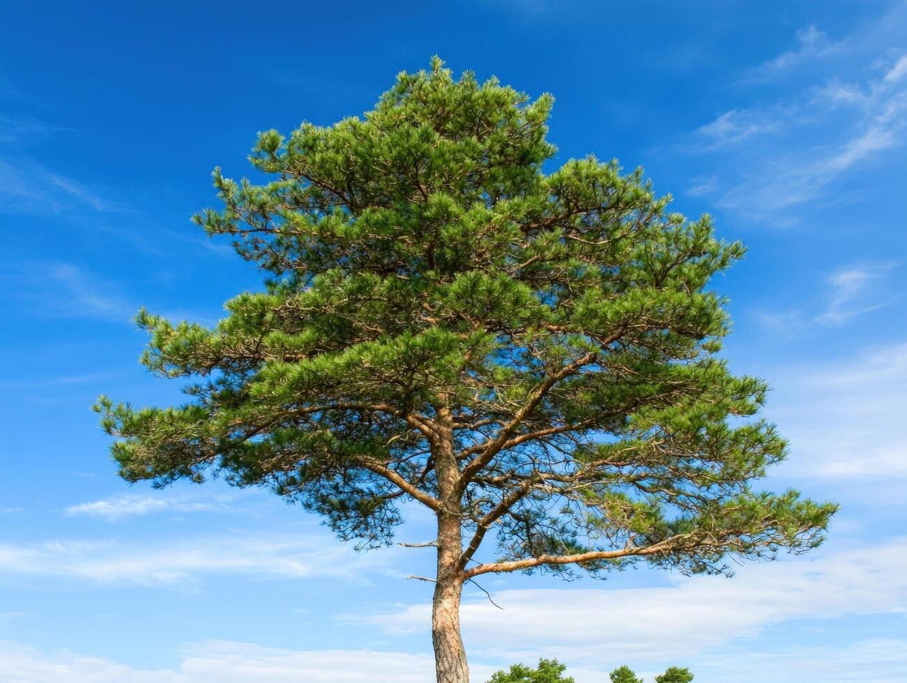 Lone pine tree against a clear blue sky, ideal for nature backgrounds photo