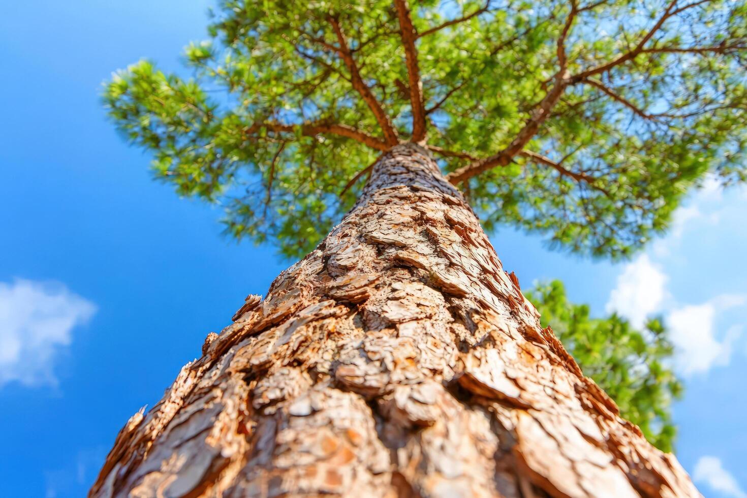 Tall pine tree against blue sky, low angle view for nature backgrounds photo