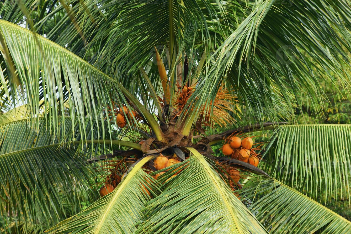 Close view of orange coconut tree seedlings in Tasikmalaya photo