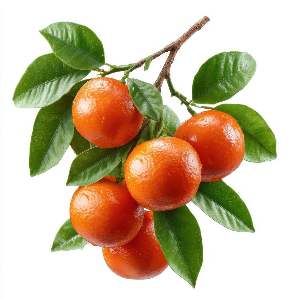 Bunch of orange with branch and leaves isolate on white background. photo