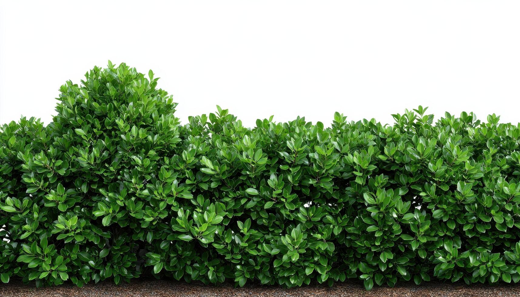 Flat fence green tree or wall hedge isolated on white background for park or garden photo
