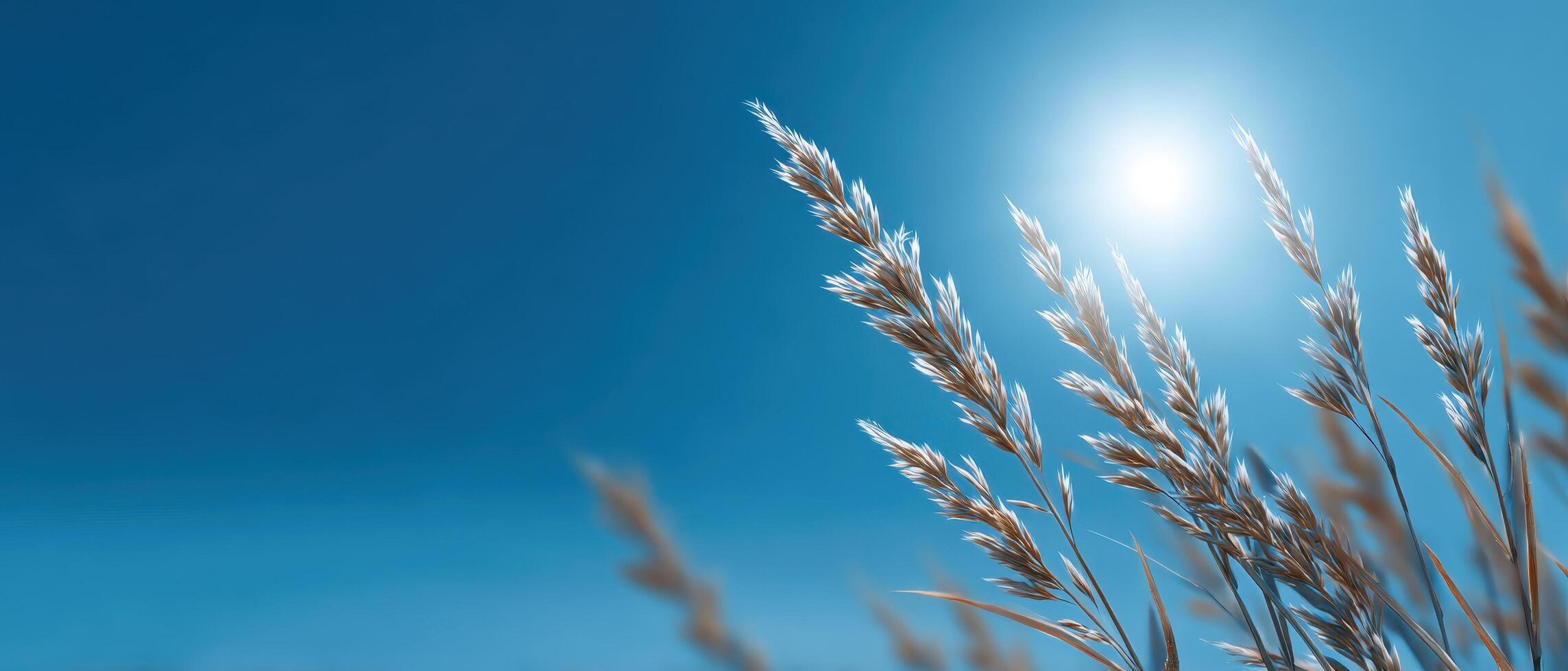 Sun flare over blurred tall grass nature scene bright environment tranquil viewpoint photo