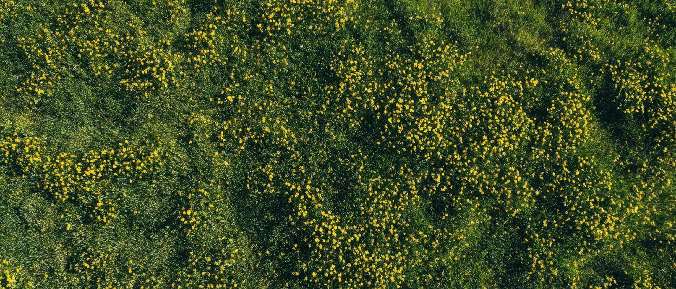 Topdown view of meadow grass with tiny yellow flowers nature scene aerial perspective photo