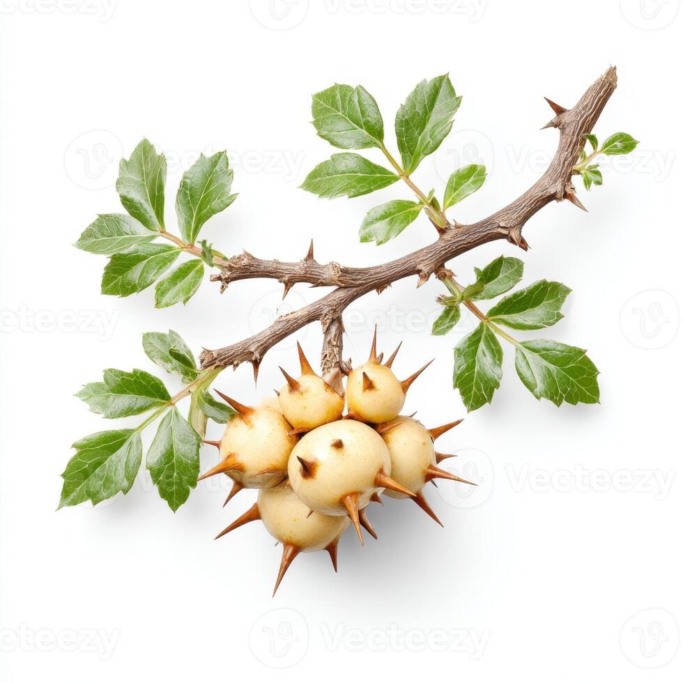 A branch of wild rose with leaves and berries photo