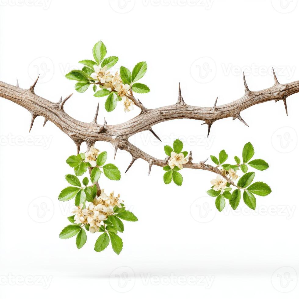 A branch with flowers and leaves on it photo