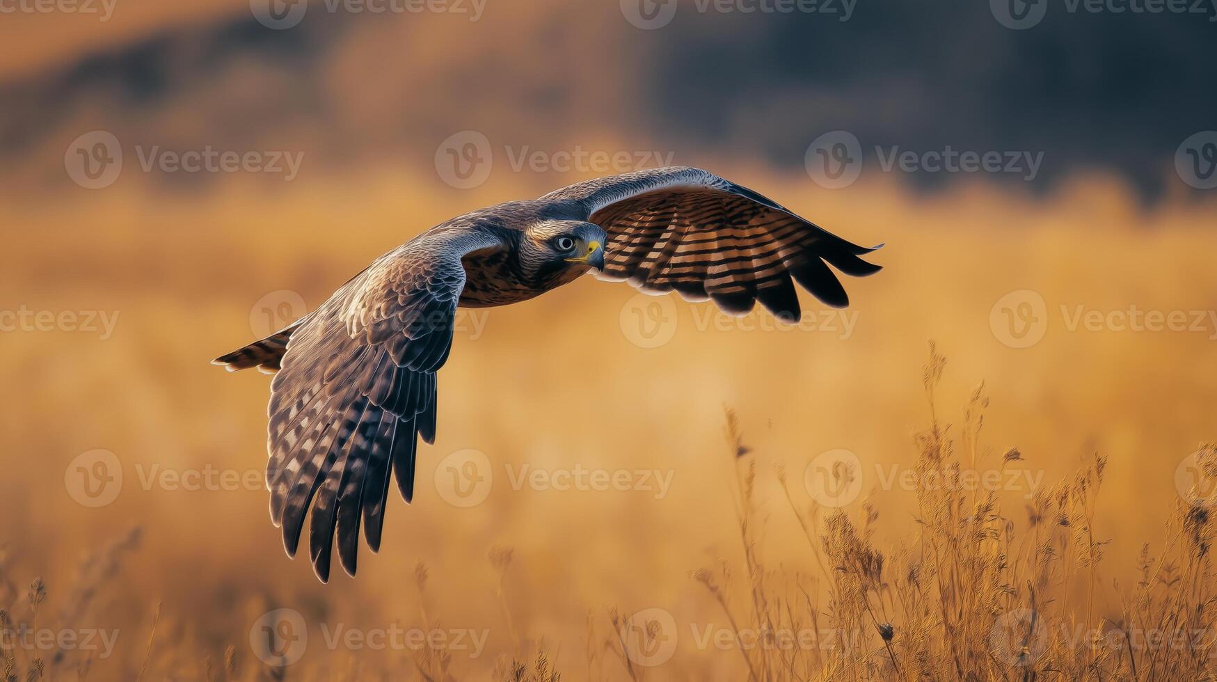 A hawk glides effortlessly over a field of golden grass, showcasing its impressive wingspan. photo