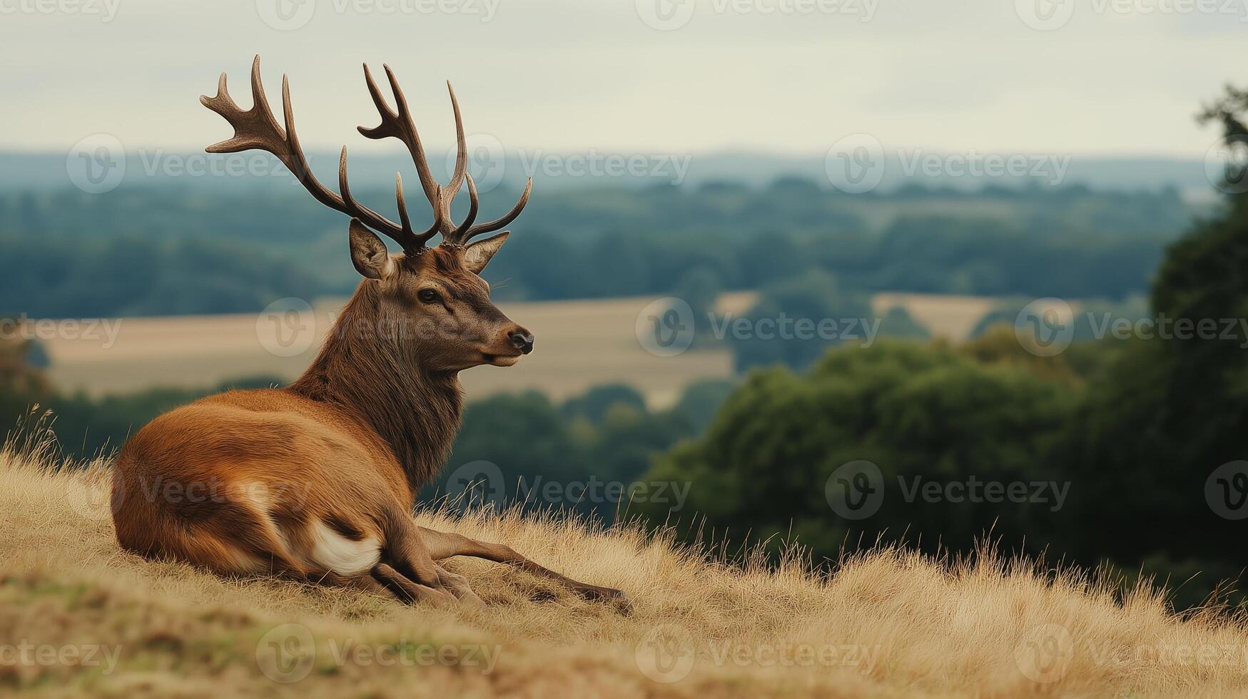 A deer with impressive antlers relaxes on a grassy slope, gazing into the scenic distance. photo