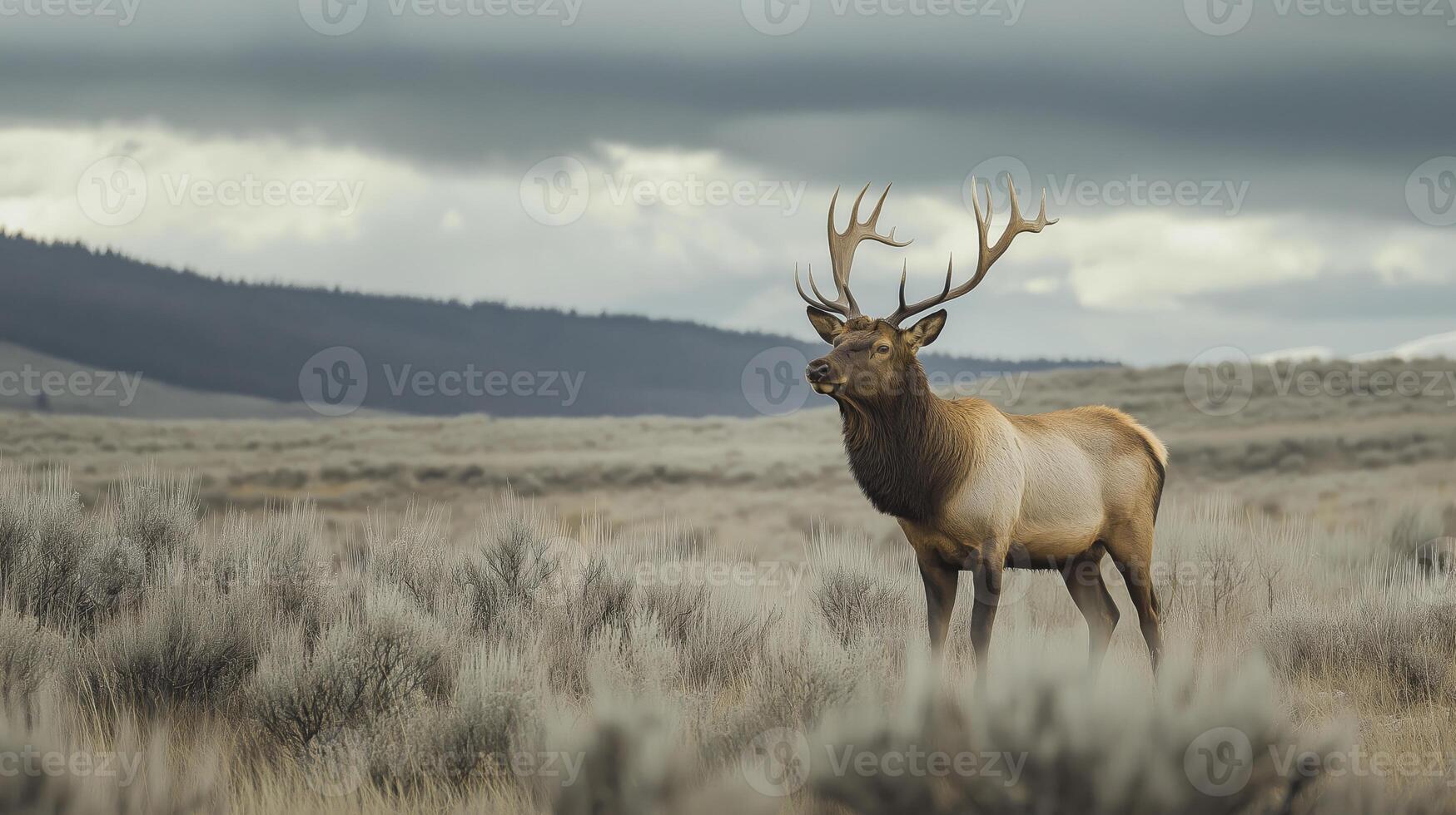 An elk grazes in a meadow as dark clouds gather, creating a dramatic scene. photo