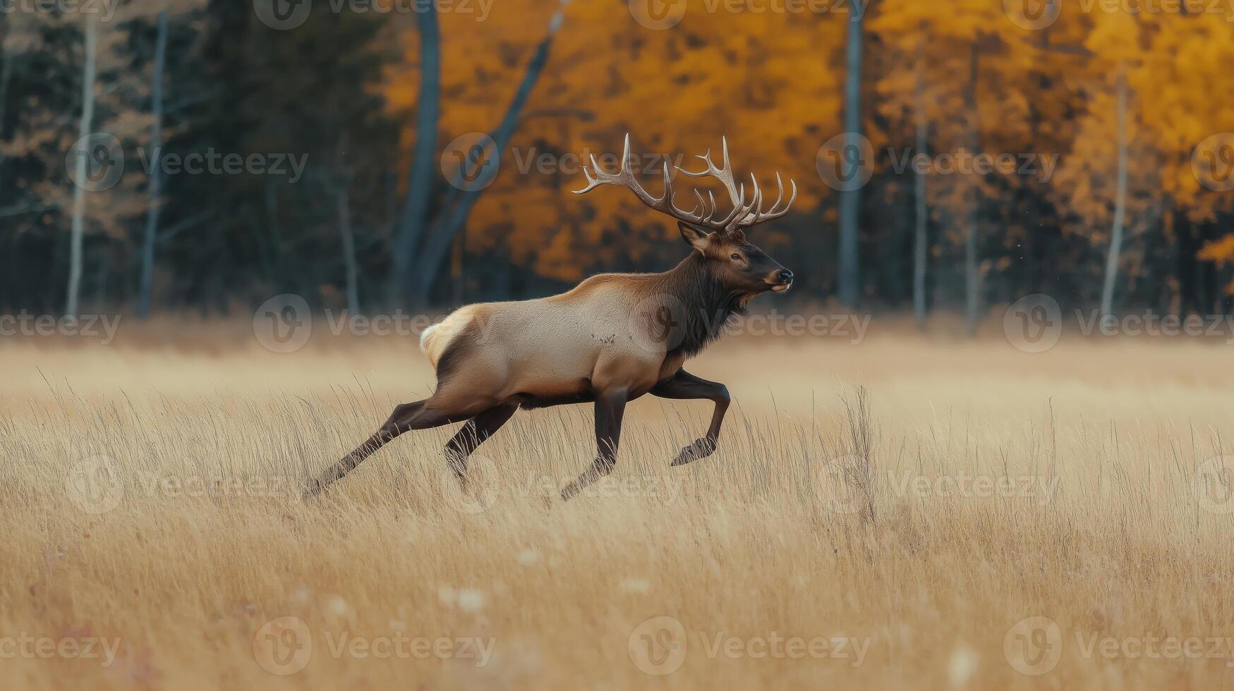 Elk gallops gracefully across a golden meadow surrounded by vibrant autumn trees. photo