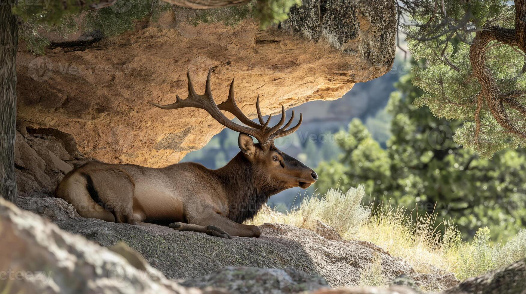 A large elk lies peacefully in the shade of a rocky ledge surrounded by greenery. photo