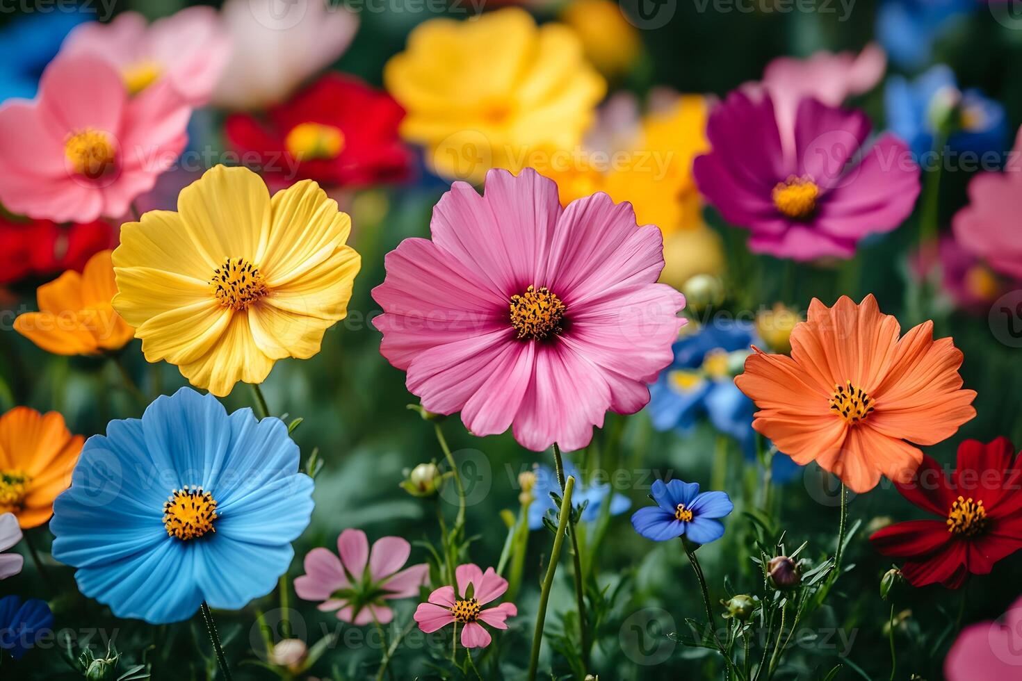 Vibrant Garden of Colorful Cosmos Flowers in Bloom for Nature Decor and Design photo
