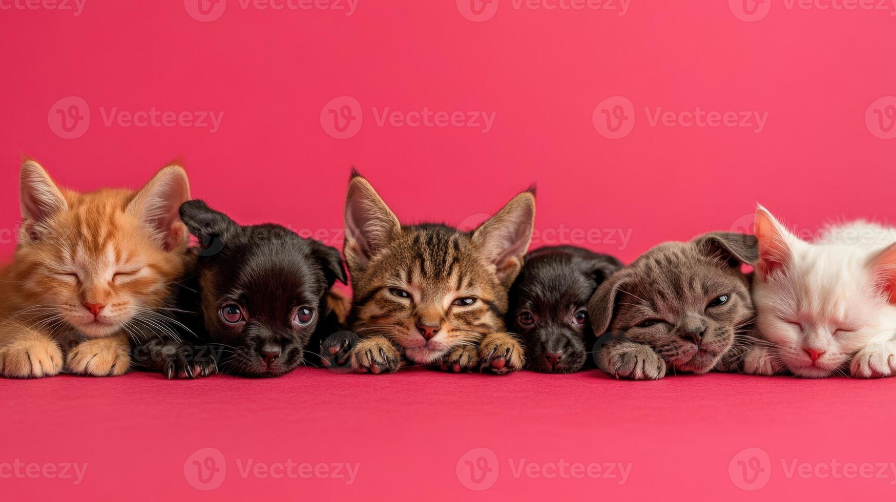 A group of kittens and puppies are laying down on a pink background photo