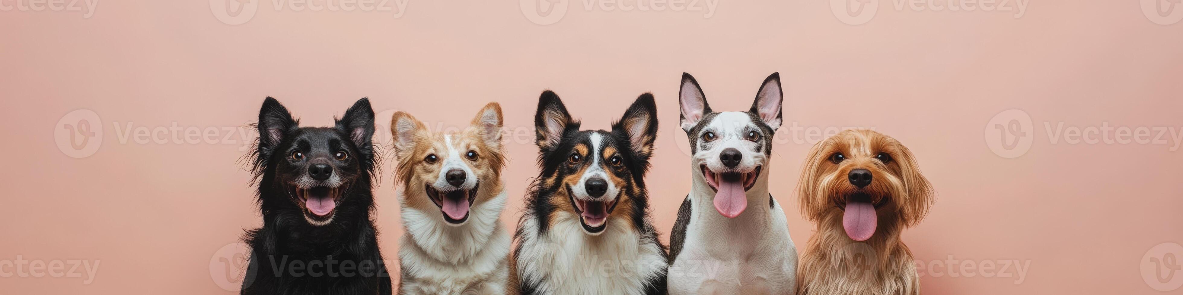 Five dogs are standing in front of a pink background photo