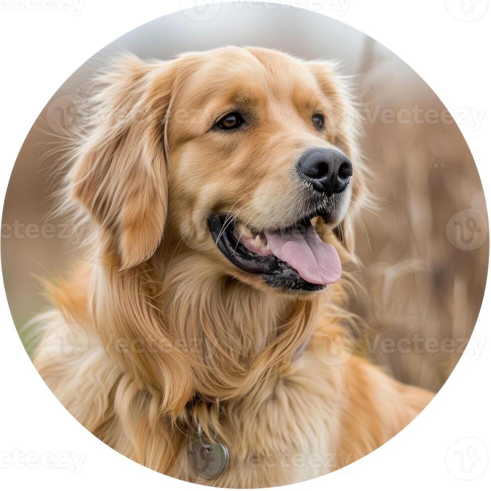 A golden retriever is smiling in a circular photo