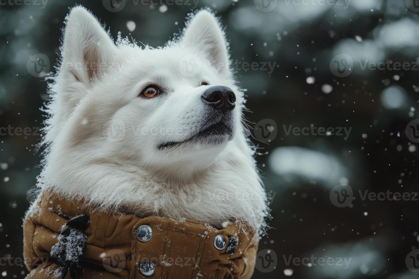 A white dog wearing a jacket in the snow. photo