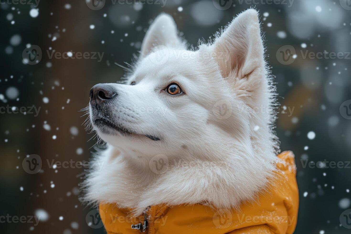A white dog wearing an orange jacket in the snow. photo
