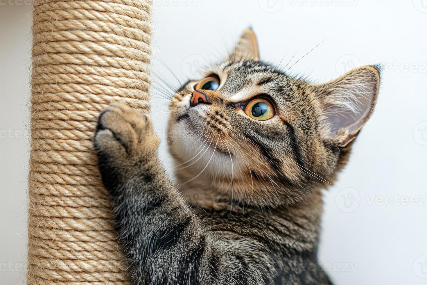 A cat is reaching up to a rope. photo