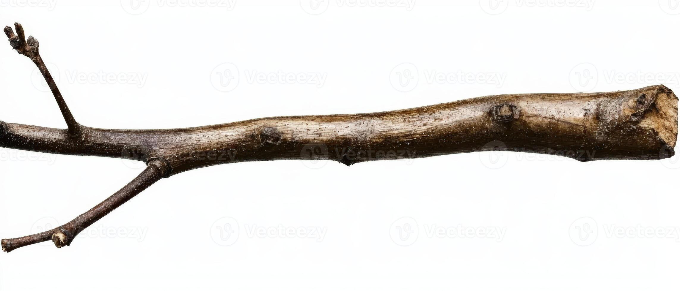 Dry twig with small branches against a white backdrop photo