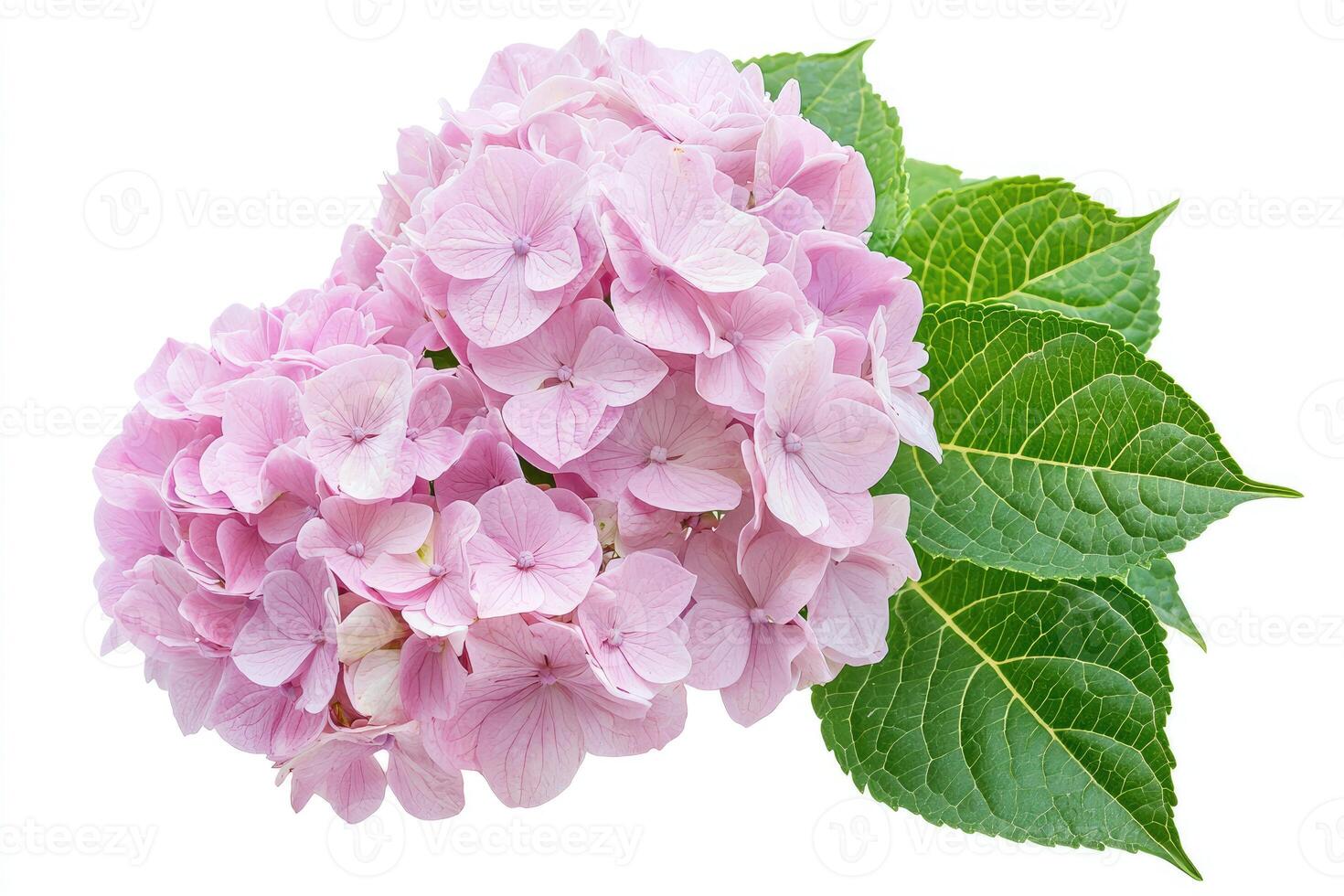 A beautiful pink flower with vibrant green leaves is depicted photo