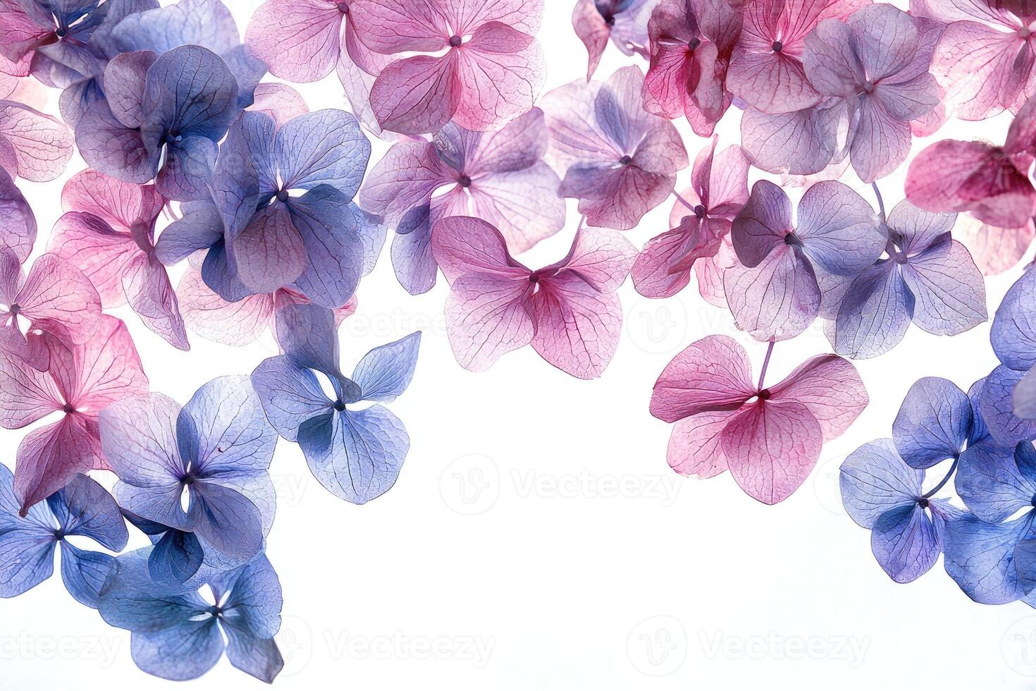 Beautiful delicate flowers in shades of purple and blue against white photo