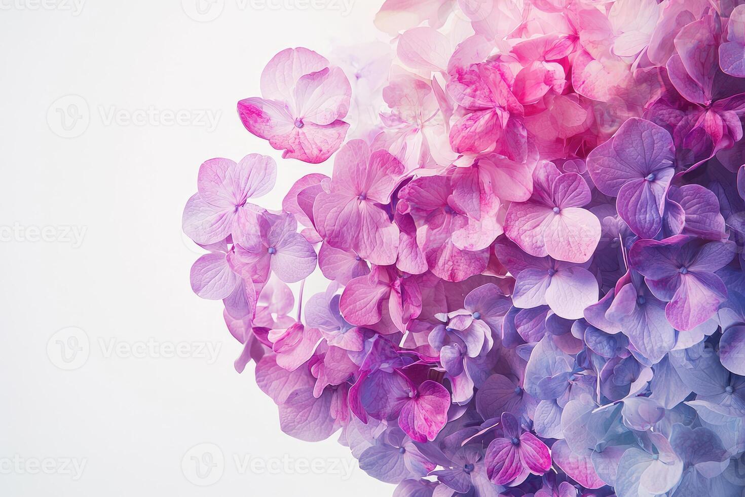 Beautiful Colorful Hydrangea Flowers Presenting a Delicate Elegant Composition photo