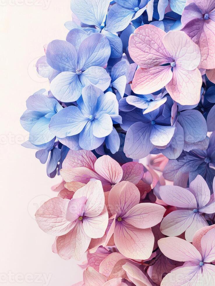 Beautiful cluster of blue and pink hydrangea flowers against a white background photo