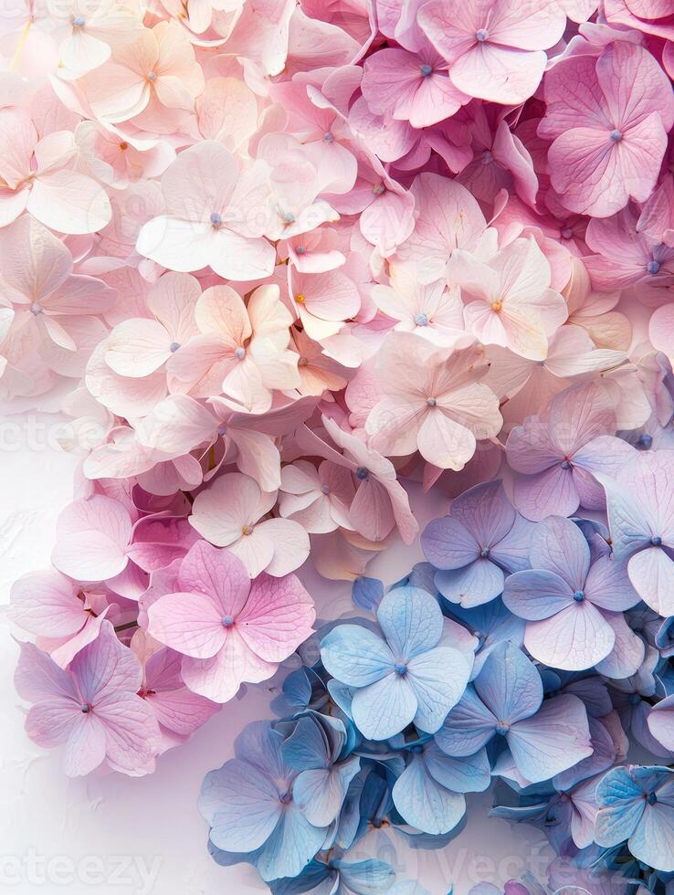 Close up image of colorful hydrangeas blooming beautifully together photo