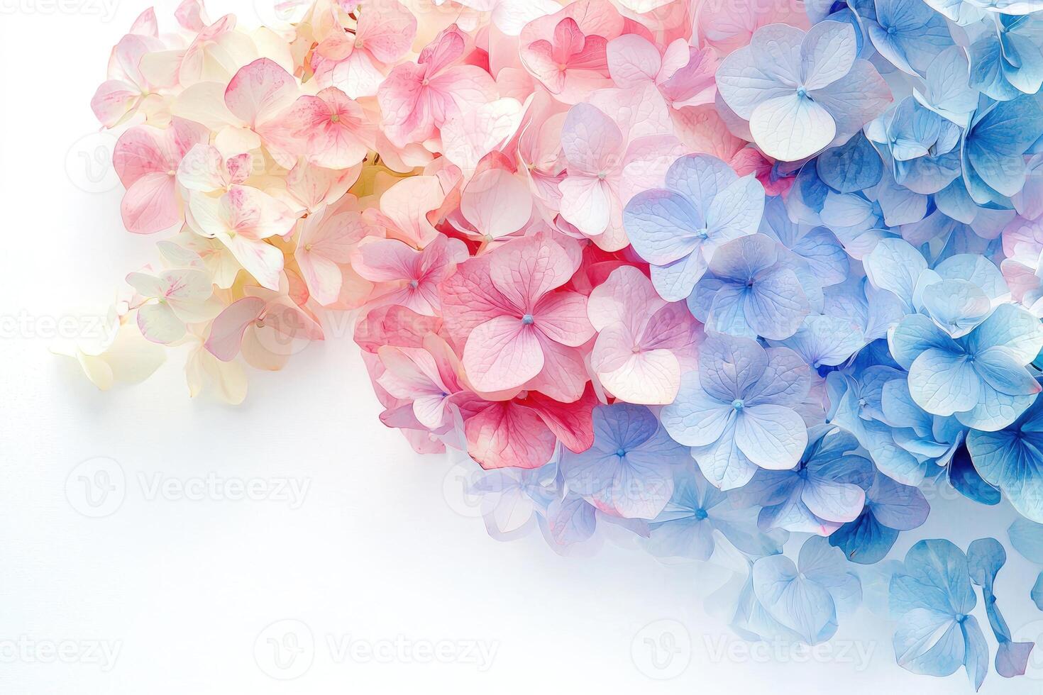 Beautiful colorful hydrangea blossoms arranged diagonally on a white backdrop photo