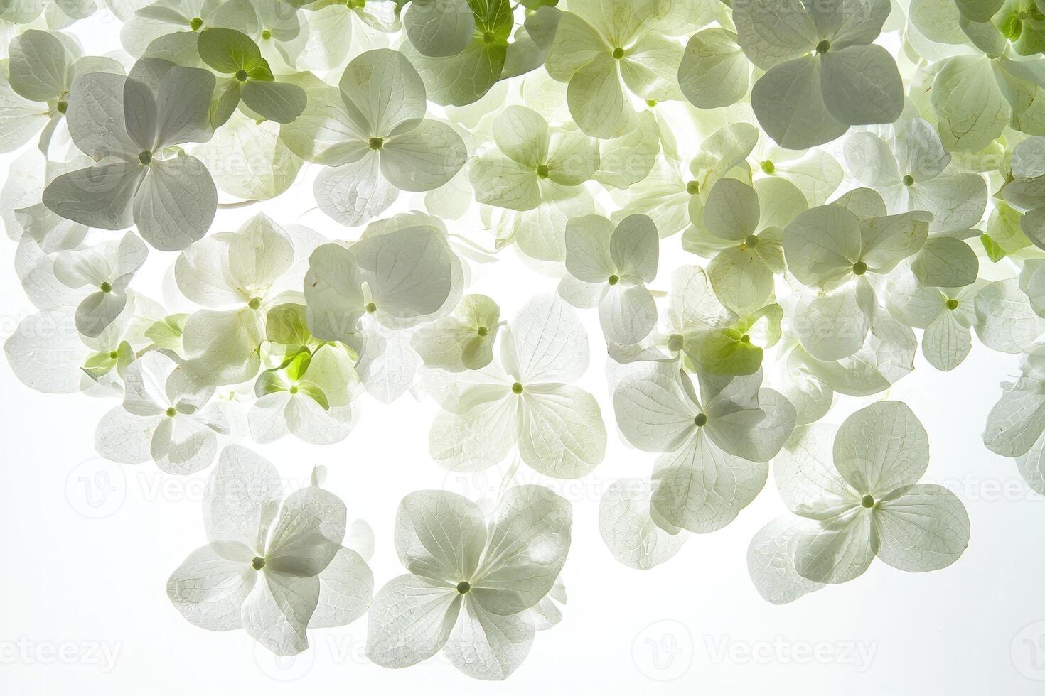 Beautiful white flowers and green leaves displayed against a bright backdrop photo