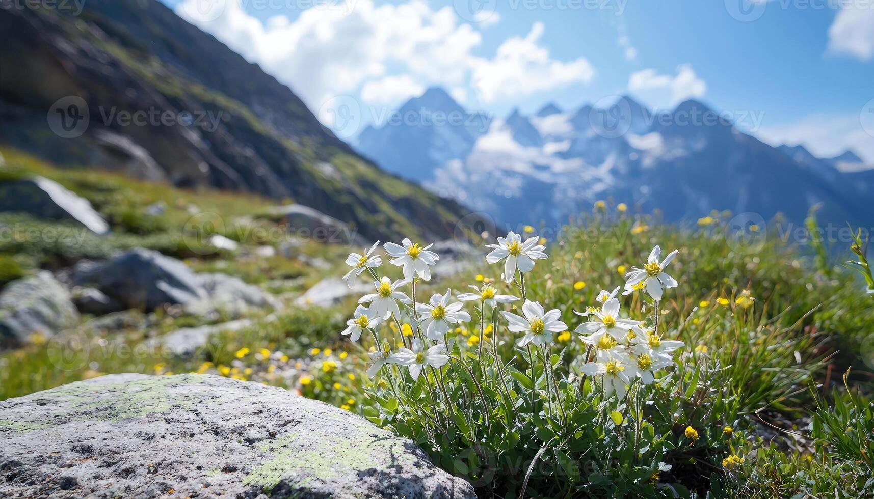 White wildflowers bloom amidst a grassy field with mountain backdrops in view photo