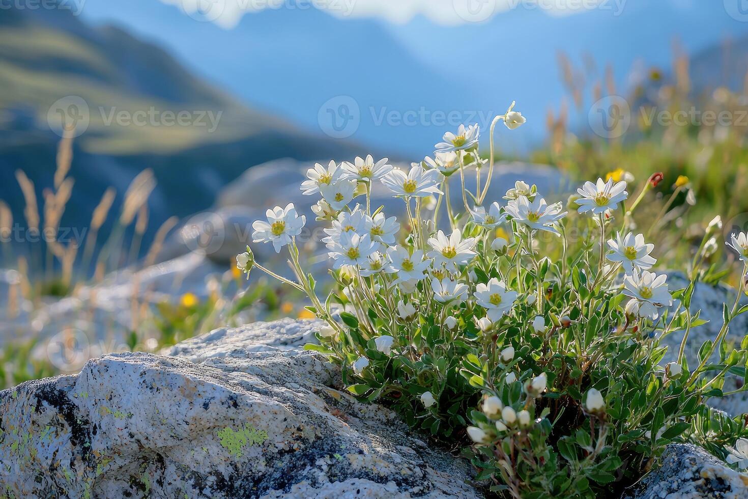 White flowers bloom on rocks with mountain backdrop in sunlight photo