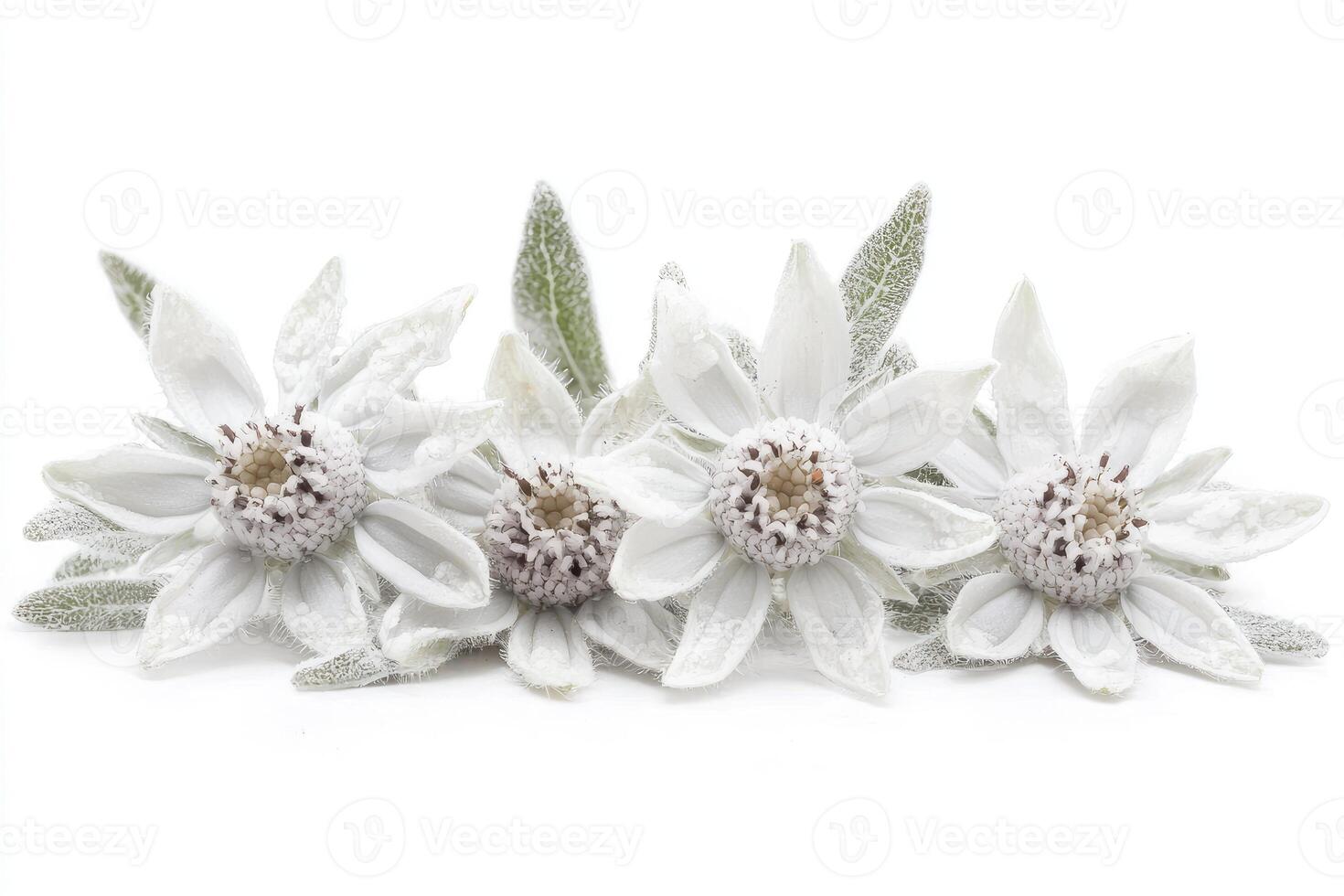 Four Delicate White Flowers Arranged Gracefully on Display in Front photo