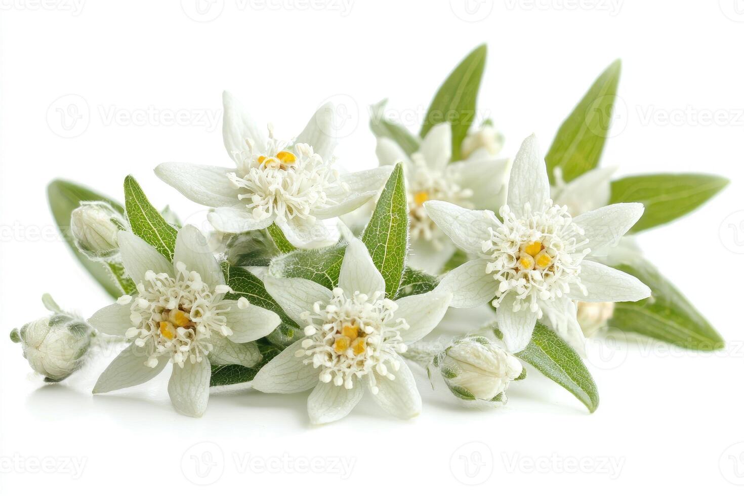 White and yellow flowers with green leaves arranged on white background photo