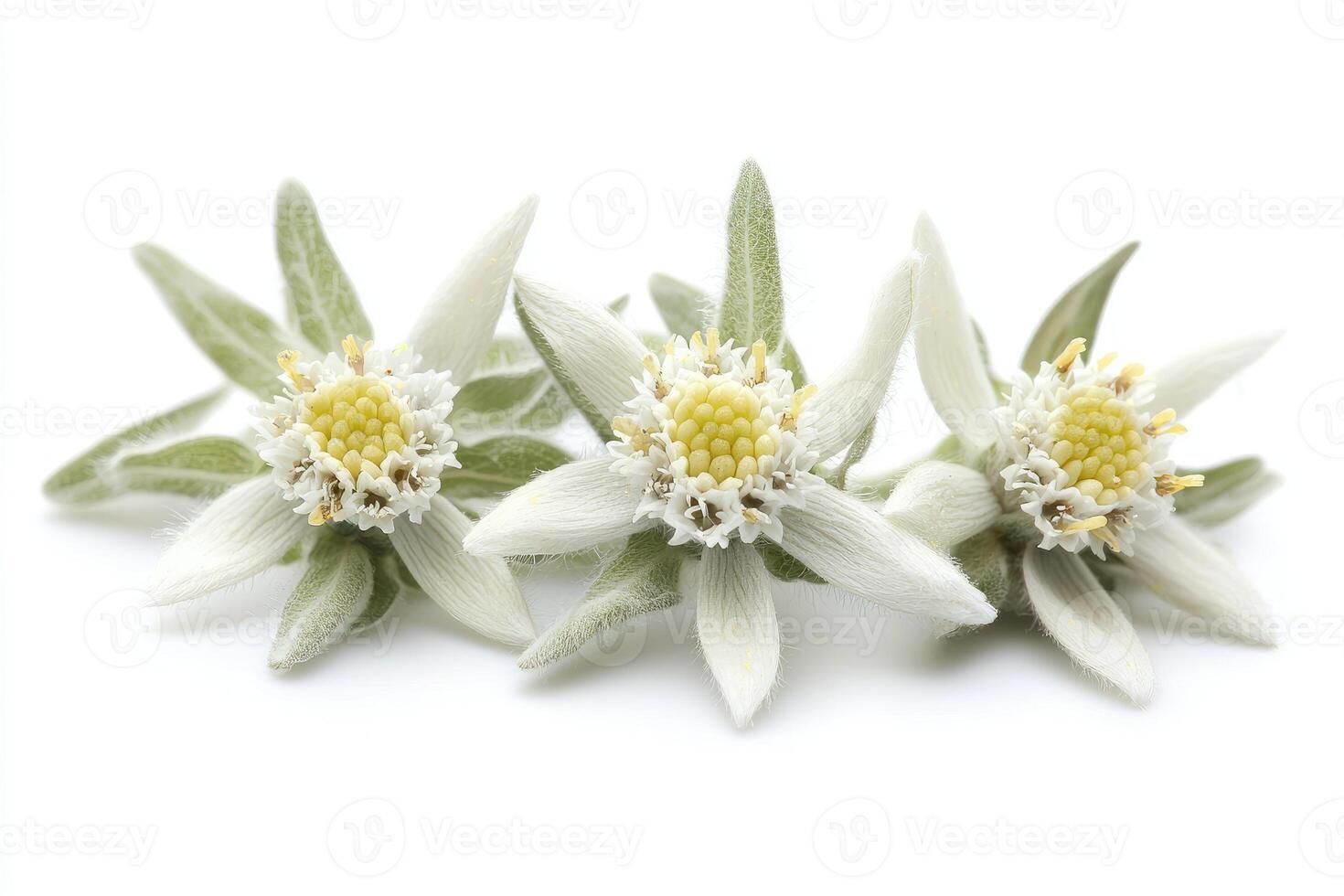 Three white flowers with yellow centers on a white background photo