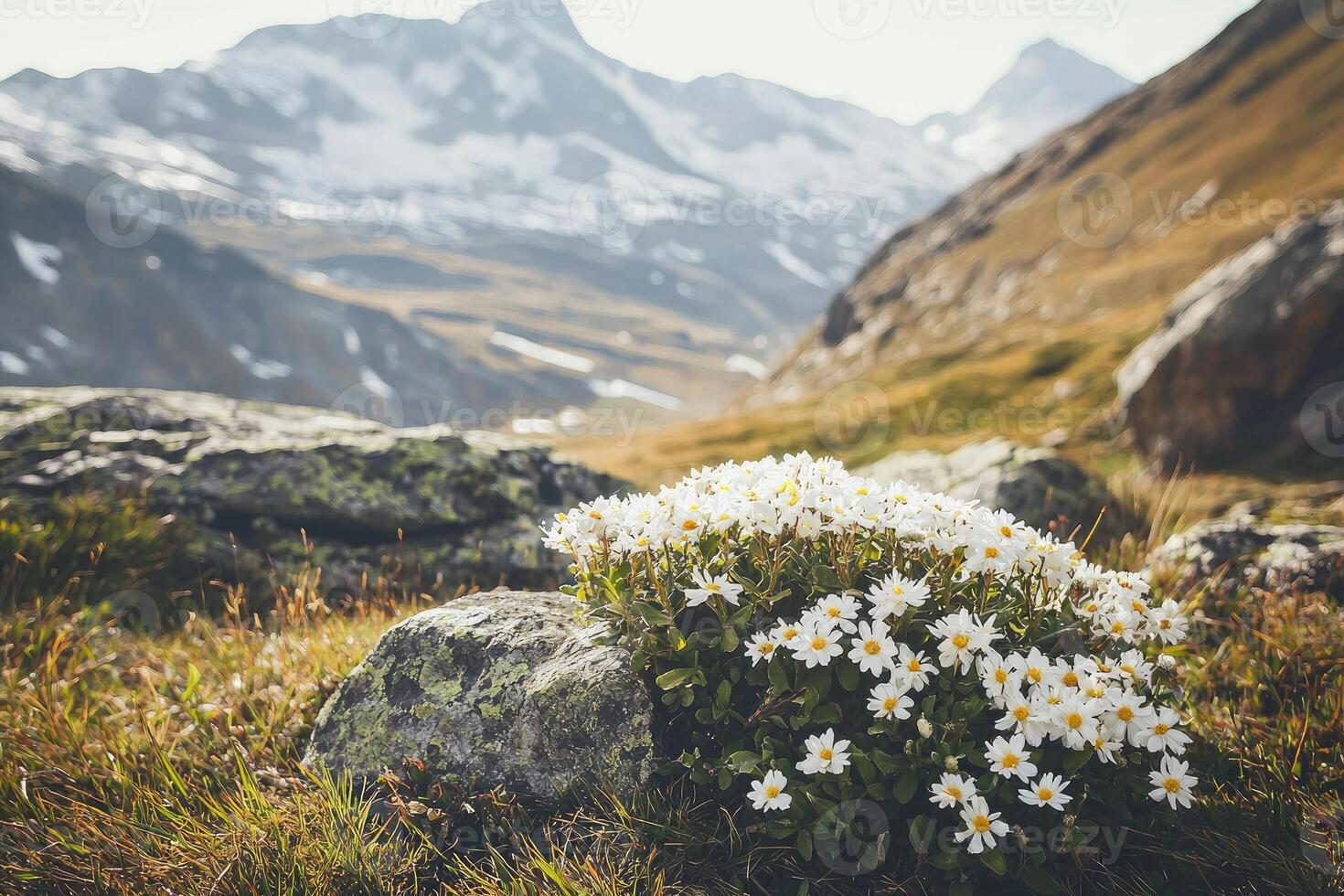 White wildflowers bloom next to a large boulder in mountains photo