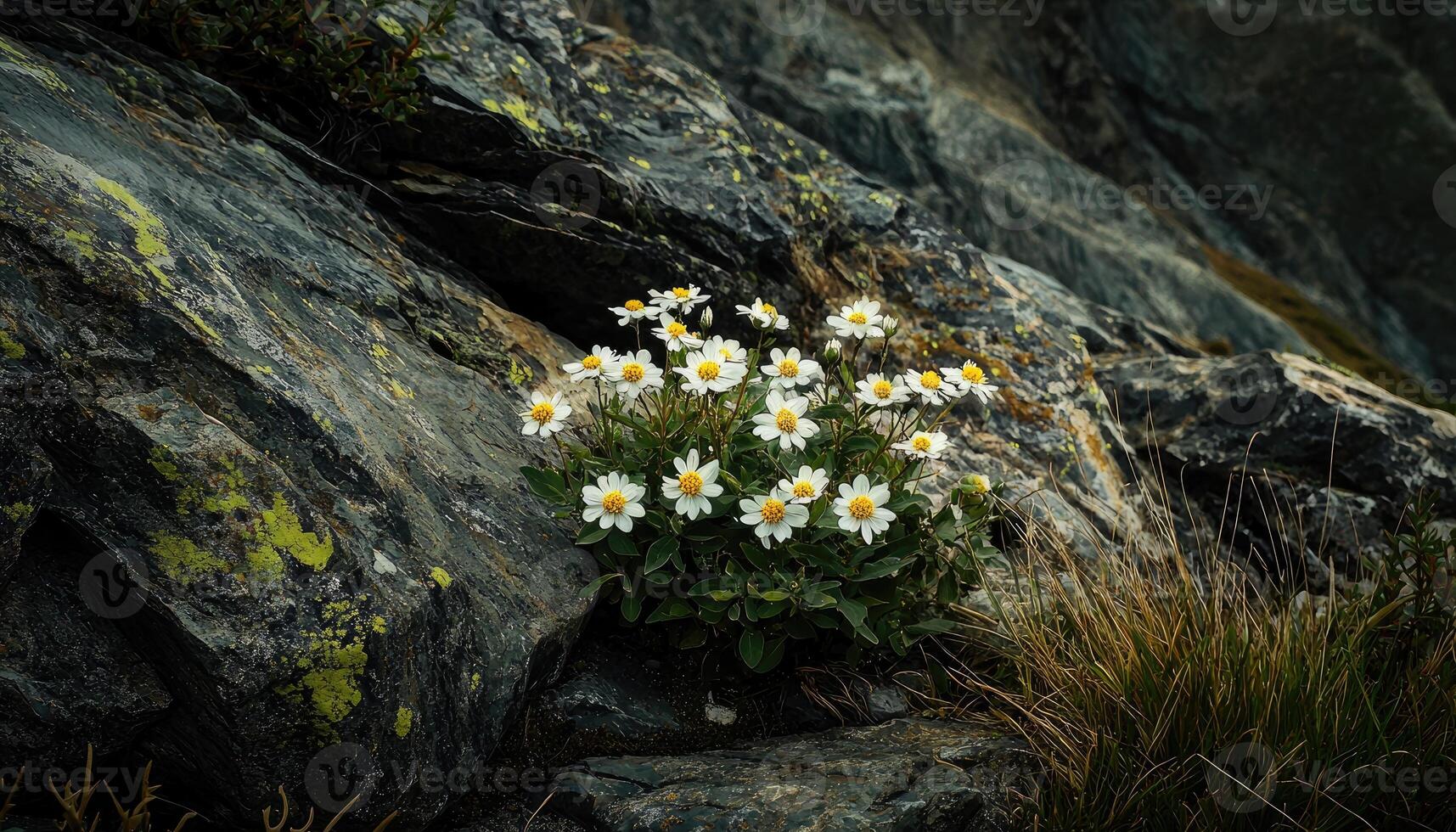 White Flowers Growing Between Gray Rocks In a Mountainous Environment photo