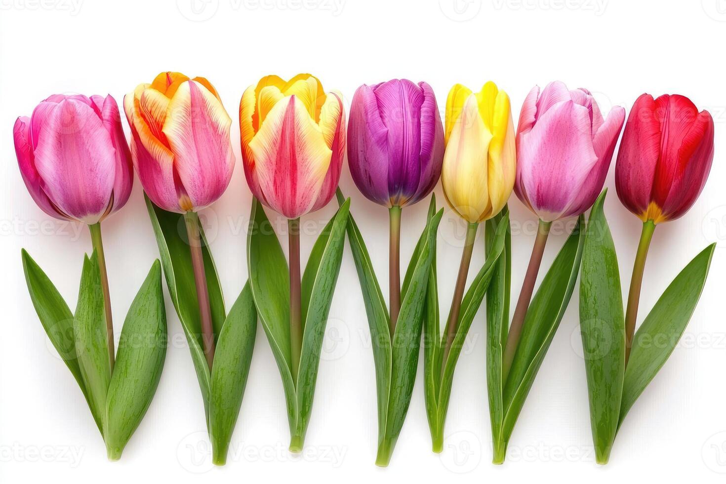 Beautiful Colorful Tulips Arranged Neatly In A Horizontal Line On White photo