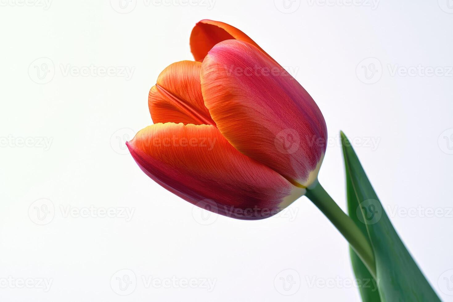 A close up shot of a red orange tulip flower photo